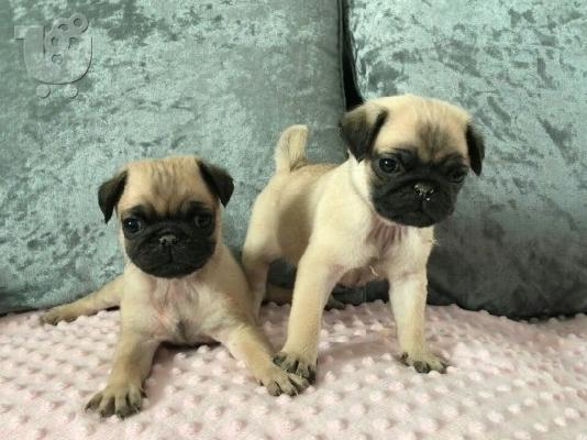 PoulaTo: pug kc reg